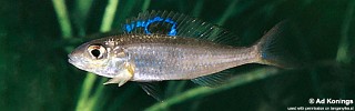 Ectodus sp. 'north' Burundi.jpg