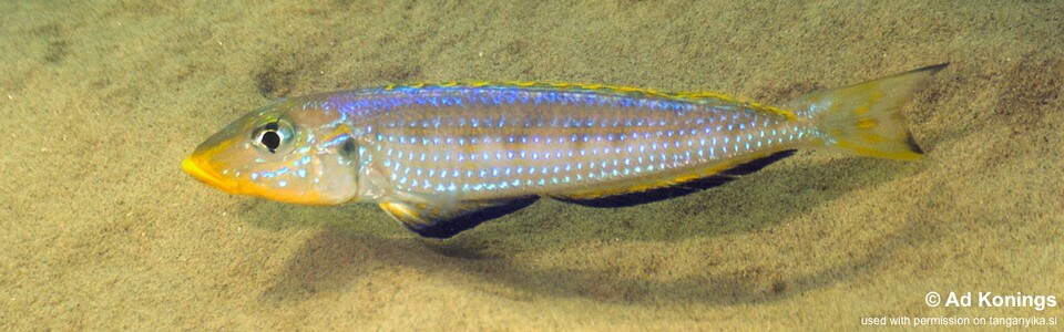 Enantiopus sp. 'kilesa' Kasenge Bay
