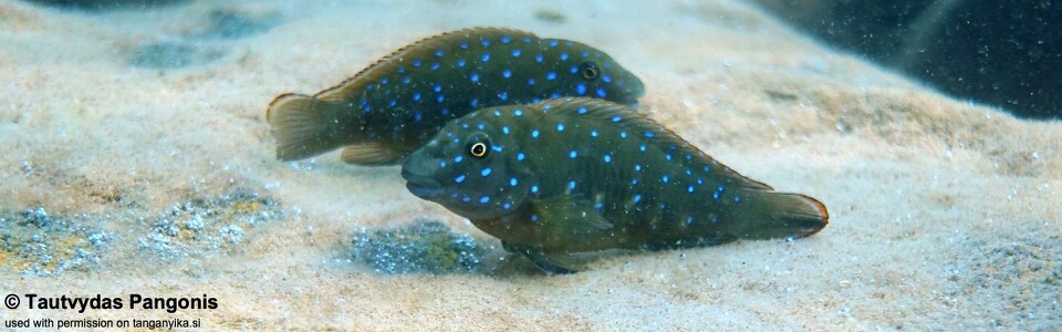 Eretmodus cyanostictus 'Kala Bay'
