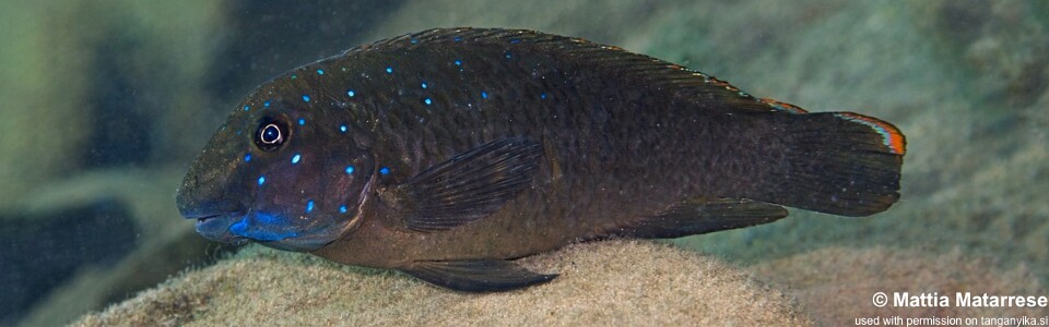 Eretmodus cyanostictus 'Mtakuja'