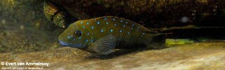 Eretmodus cyanostictus (Zambia)