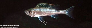 Haplotaxodon microlepis &#39;Jakobsen&#39;s Beach&#39;