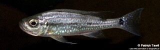 Haplotaxodon microlepis &#39;Mkinga Bay&#39;