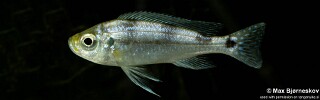 Haplotaxodon trifasciatus &#39;Izinga&#39;