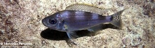Haplotaxodon trifasciatus &#39;Jakobsen&#39;s Beach&#39;