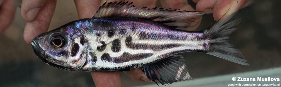 Hemibates stenosoma 'Isanga Bay'