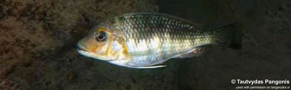 Interochromis loocki 'Kala Bay'