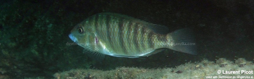 Jabarichromis pfefferi 'Cape Kabogo'<br><font color=gray>'Gnathochromis' pfefferi 'Cape Kabogo'</font>