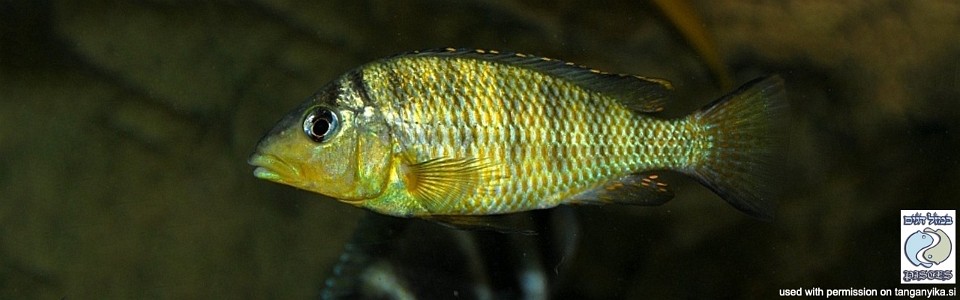 Jabarichromis pfefferi 'Cape Kachese'<br><font color=gray>'Gnathochromis' pfefferi 'Cape Kachese'</font>