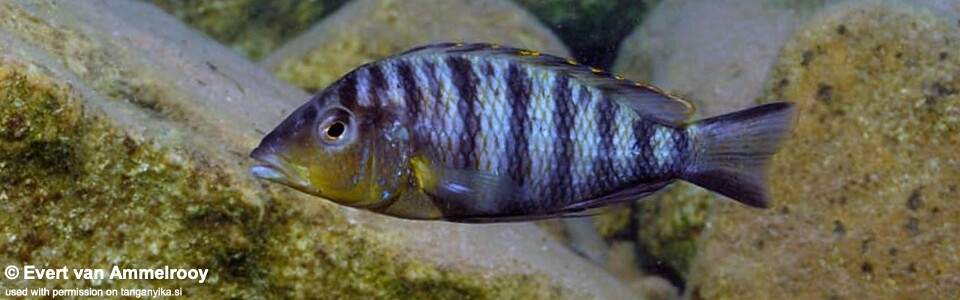 Jabarichromis pfefferi 'Kigoma North'<br><font color=gray>'Gnathochromis' pfefferi 'Kigoma North'</font> 