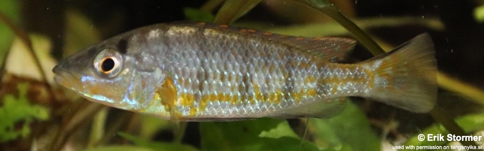 Jabarichromis pfefferi 'Kigoma'<br><font color=gray>'Gnathochromis' pfefferi 'Kigoma'</font>