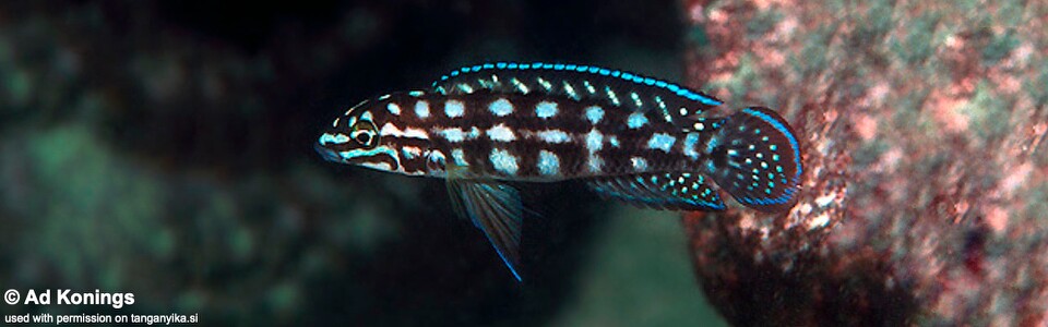 Julidochromis cf. marlieri 'Kala Bay' - J. sp. 'Marlieri Kala Bay' Kala Bay