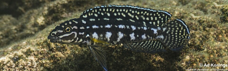 Julidochromis cf. marlieri 'Kibige Island'