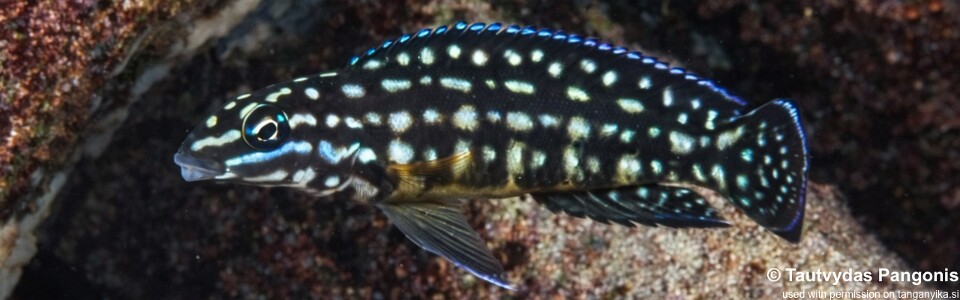 Julidochromis cf. marlieri 'Nausingili Island'<br><font color=gray>J. sp. 'Marlieri Maleza' Nausingili Islan</font>