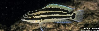 Julidochromis cf. ornatus 'Kyeso'.jpg