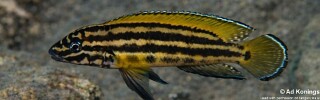 Julidochromis cf. regani 'Mboko Island'.jpg