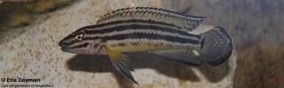 Julidochromis cf. regani! 'Burundi'.jpg
