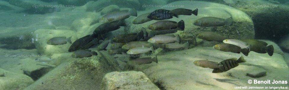 Lamprologus callipterus 'Maswa Point'