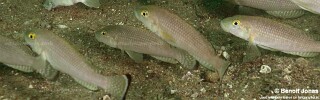 Lamprologus callipterus &#39;Mtosi&#39;