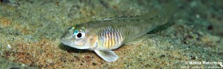 Lamprologus laparogramma &#39;Ngosa Point&#39;