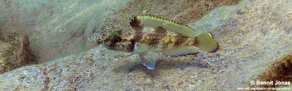Lamprologus lemairii 'Maswa Point' - Lepidiolamprologus lemairii 'Maswa Point'