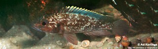 Lamprologus lemairii &#39;Maleza (Mamalesa) Island&#39; Lepidiolamprologus lemairii &#39;Maleza (Mamalesa) Island&#39;