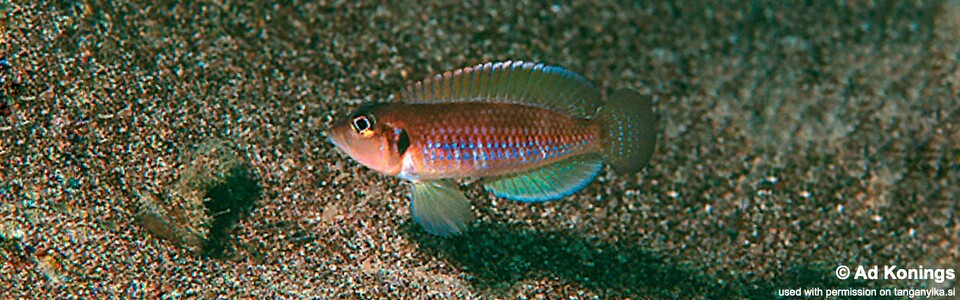 Lamprologus ocellatus 'Isanga Bay'