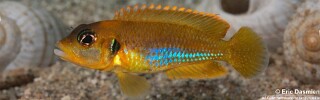 Lamprologus ocellatus 'Gold'.jpg
