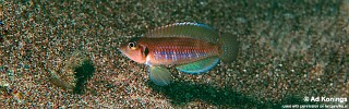 Lamprologus ocellatus 'Isanga Bay'.jpg