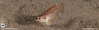 Lamprologus ocellatus (Red Gold)