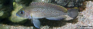 Lamprologus sp. 'ornatipinnis congo'.jpg