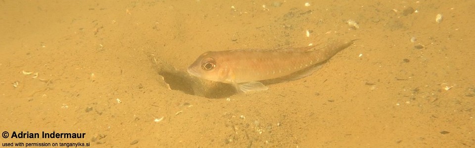 Lamprologus sp. 'ornatipinnis zambia' Chituta Bay