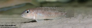 Lamprologus sp. 'ornatipinnis zambia' Cameron Bay.jpg