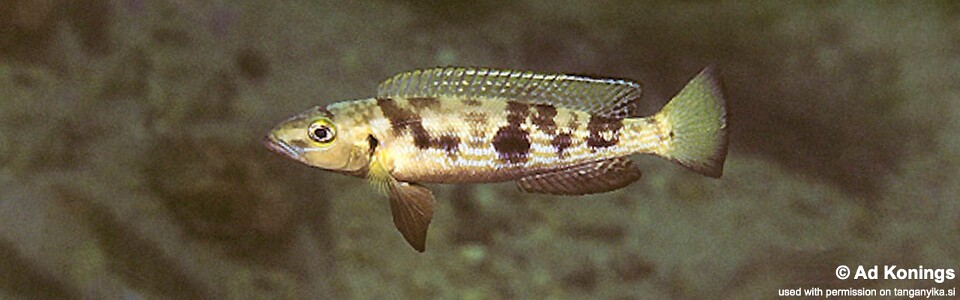 Lepidiolamprologus attenuatus 'Mtoto'