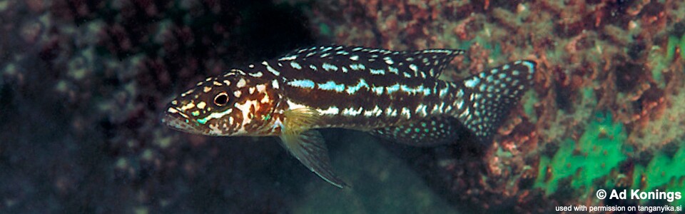 Lepidiolamprologus kendalli 'Kala Bay'