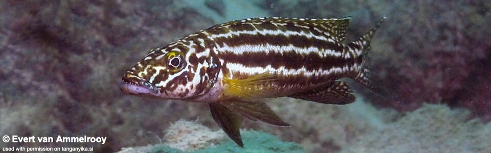 Lepidiolamprologus kendalli 'Nsumbu National Park' - Lepidiolamprologus nkambae 'Nsumbu National Park'