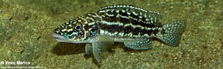 Lepidiolamprologus kendalli 'Nkamba Bay'.jpg