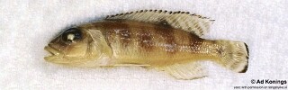 Lepidiolamprologus meeli 'Katibili Bay'.jpg