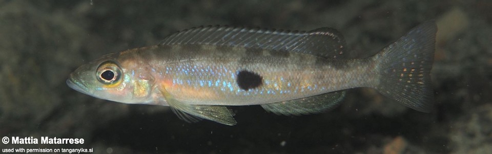 Lepidiolamprologus sp. 'meeli kipili' Mkangazi