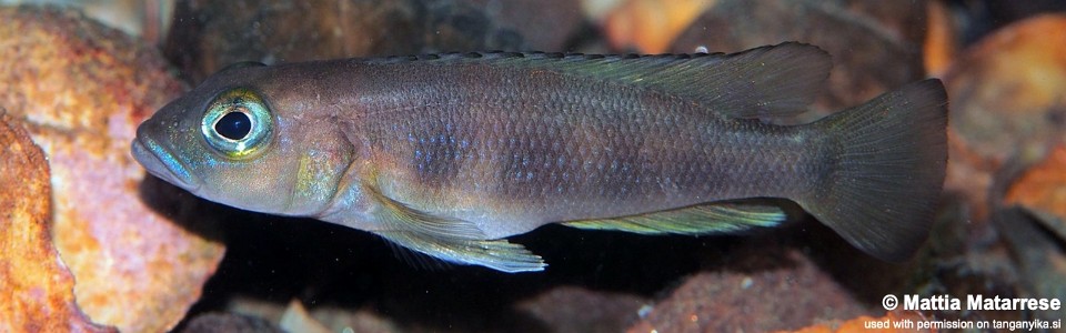 Lepidiolamprologus sp. 'meeli-boulengeri' Kasongola<br><font color=gray>Lepidiolamprologus sp. 'meeli southeast' Kasongola</font>