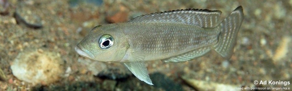 Lepidiolamprologus sp. 'meeli-boulengeri' Katete<br><font color=gray>Lepidiolamprologus sp. 'meeli southeast' Katete</font>