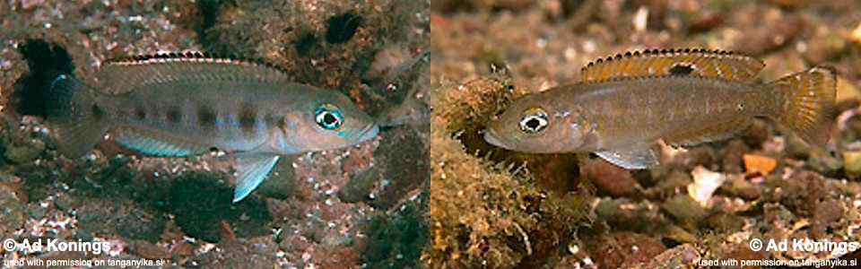 Lepidiolamprologus sp. 'meeli-boulengeri' Mbita Island<br><font color=gray>Lepidiolamprologus sp. 'meeli southeast' Mbita Is.</font>