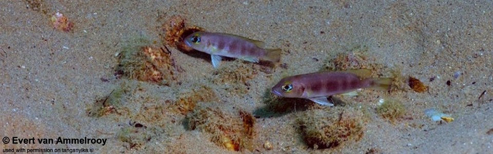 Lepidiolamprologus sp. 'meeli-boulengeri' Ulwile Is.<br><font color=gray>Lepidiolamprologus sp. 'meeli southeast' Ulwile Is.</font>