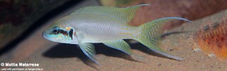 Neolamprologus brichardi 'Jakobsens Beach'.jpg