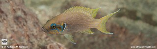 Neolamprologus brichardi! 'Kasola (North)'.jpg