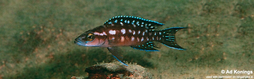 Neolamprologus buescheri 'Isanga Bay'