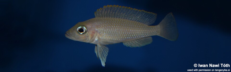 Neolamprologus caudopunctatus 'Kala Bay'