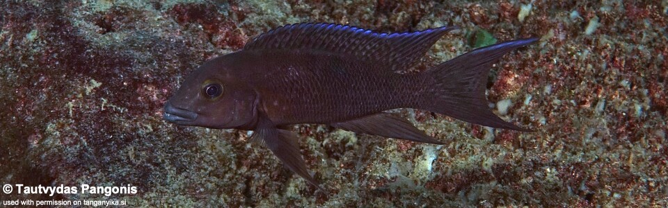 Neolamprologus christyi 'Kala Bay'