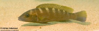 Neolamprologus cunningtoni &#39;Jakobsen&#39;s Beach&#39; Lepidiolamprologus cunningtoni &#39;Jakobsen&#39;s Beach&#39;