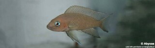 Neolamprologus falcicula! 'Burundi'.jpg